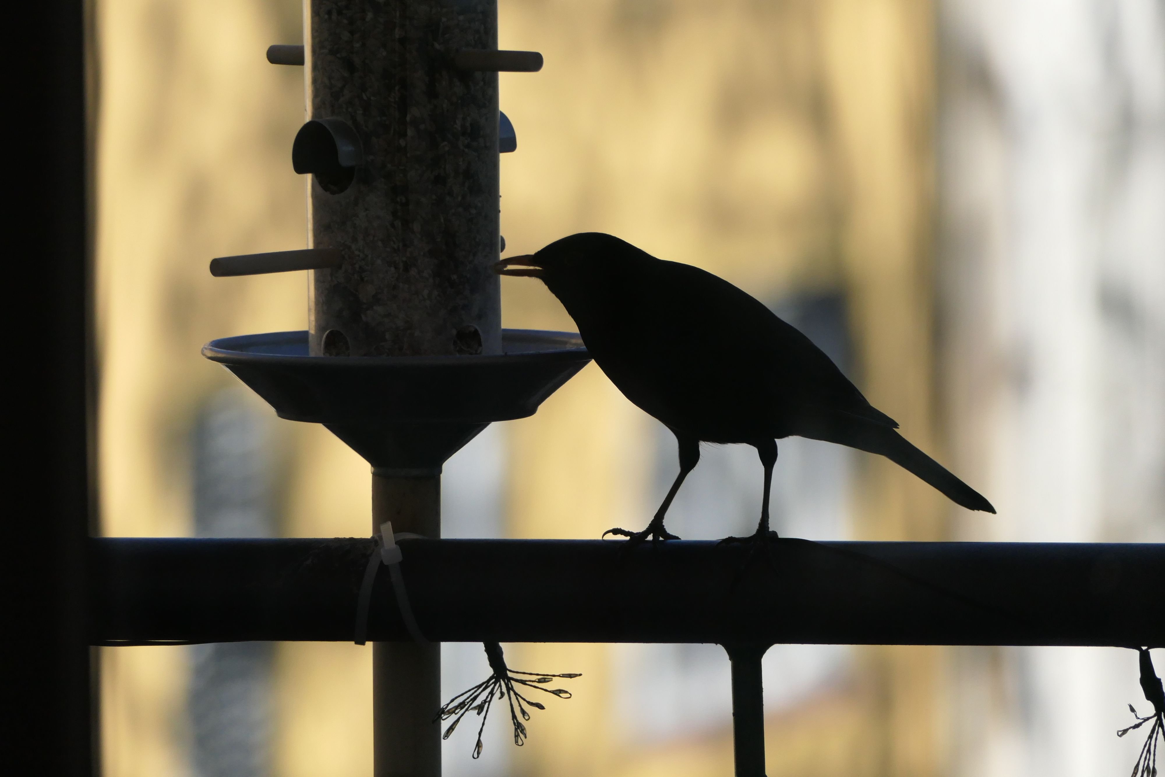 Experte der Wildvogelhilfe Saalekreis: Wie lange und womit soll man Vögel jetzt noch füttern? Ein Ornithologe klärt auf