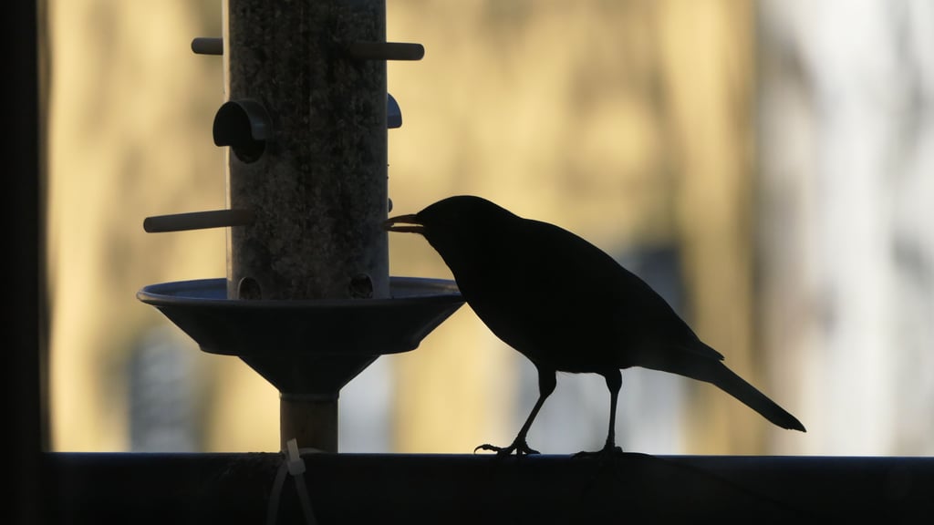 Eine Amsel bedient sich am Vogelhäuschen. Trotz gestiegener Temperaturen sollte man die „Bar“ nicht gleich schließen.