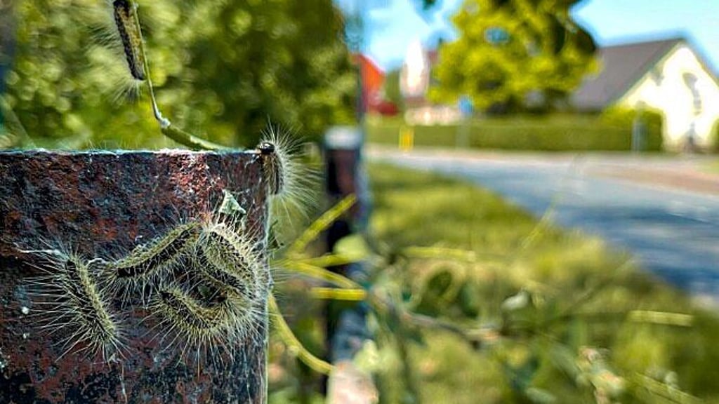 Die gefährlichen Raupen des Spinners am Weg.