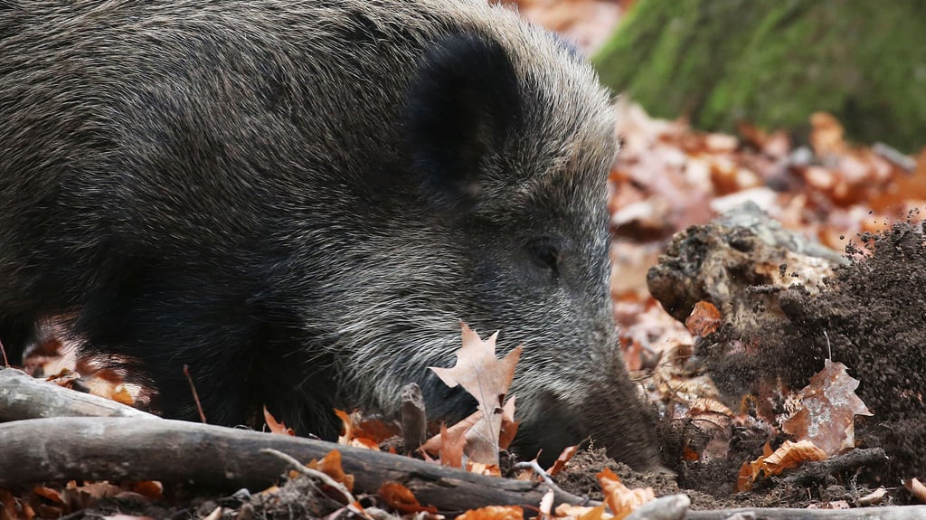 Ein Wildschwein wühlt das Erdreich auf: Das wird auch im Stadtgebiet Wernigerodes im Frühjahr 2026 zum Problem.