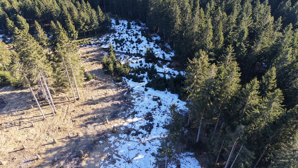 Trockene Moore im Thüringer Wald sollen wieder vernässt werden, damit sie ihre Funktion als Kohlenstoffspeicher wahrnehmen können.