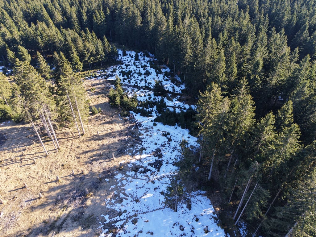 Trockene Moore im Thüringer Wald sollen wieder vernässt werden, damit sie ihre Funktion als Kohlenstoffspeicher wahrnehmen können.
