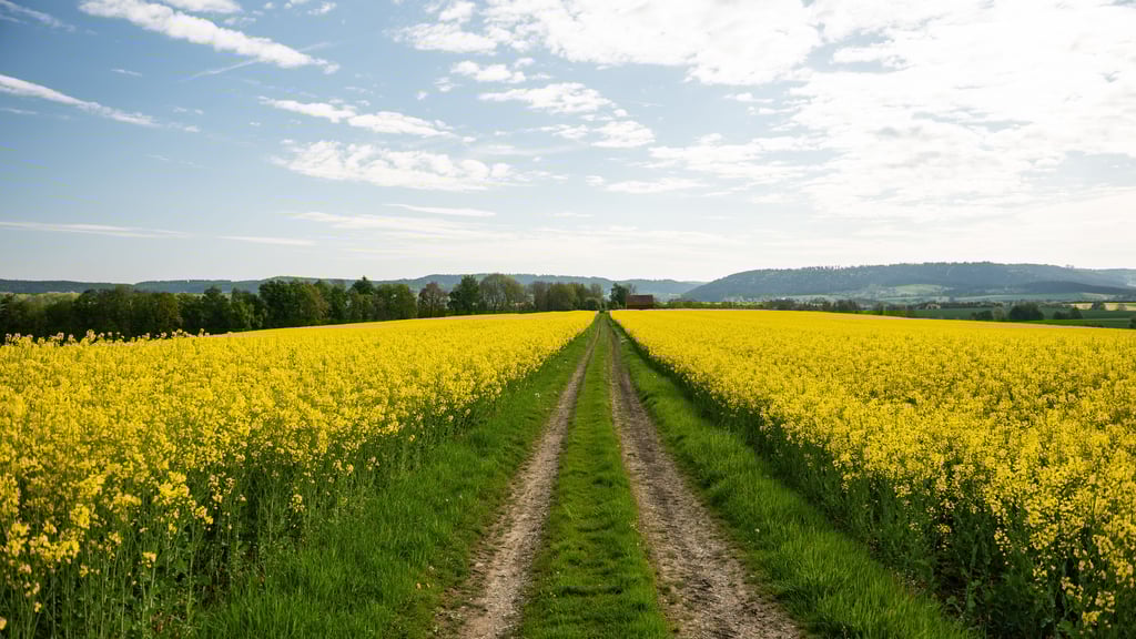 Ungewöhnlich milde Temperaturen lassen die Blumen sprießen und die Hoffnung auf einen verfrühten Frühling aufblühen.