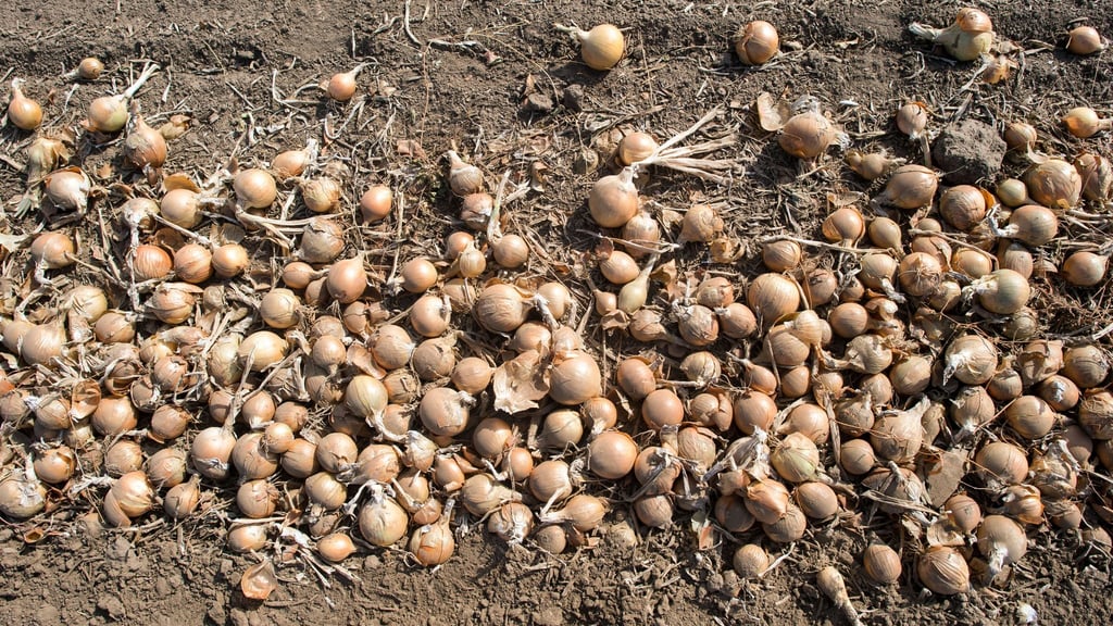 In Thüringen werden vor allem Zwiebeln geerntet. (Symbolbild)