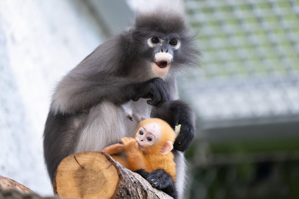 Die kleine Ida kam am 16. Februar im Dresdner Zoo zur Welt.