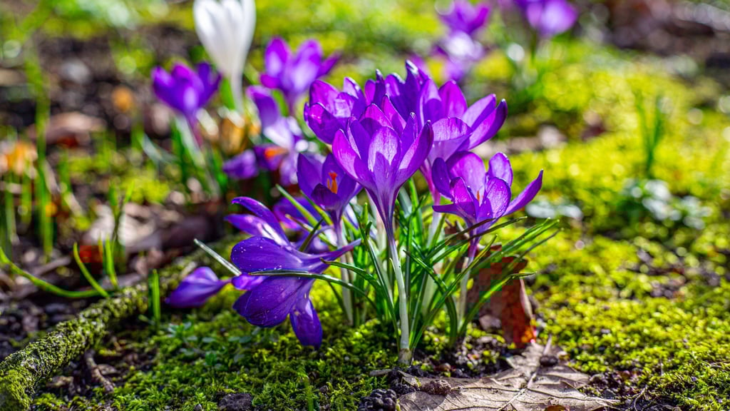 In Sachsen-Anhalt machen sich Anfang März frühlingshafte Temperaturen breit.