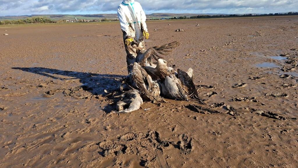 Bilder, die keiner mehr sehen möchte: Hunderte an Vogelgrippe verstorbene Kraniche werden im Herbst 2025 am Stausee Kelbra eingesammelt.