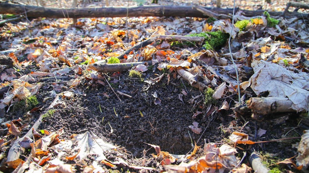 Erneut Bärlauch-Diebe in der Leipziger Region gefasst. (Symbolbild)