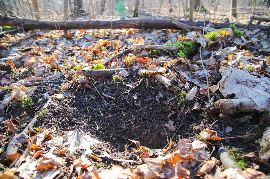 Erneut Bärlauch-Diebe in der Leipziger Region gefasst. (Symbolbild)