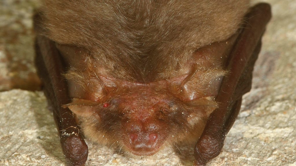 Kühle Orte wie Keller oder Höhlen sucht sich dieser Mitbewohner für den Winterschlaf aus.