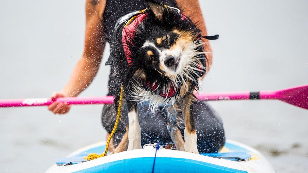 Nasser Spaß auf vier Pfoten – Hunde genießen das Abenteuer auf dem SUP-Board.
