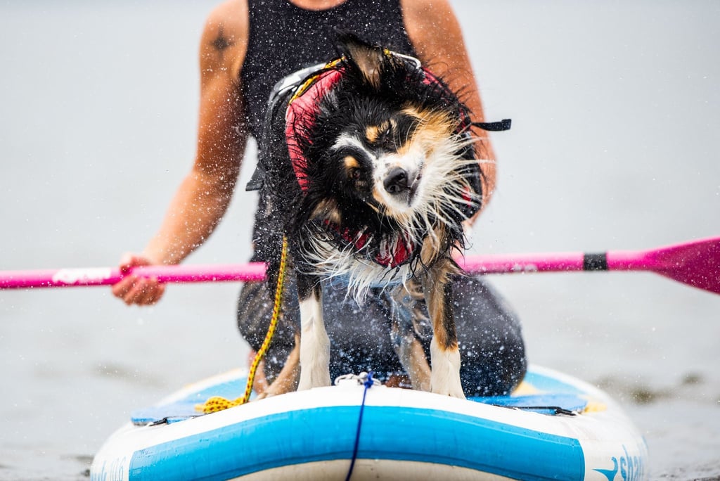 Nasser Spaß auf vier Pfoten – Hunde genießen das Abenteuer auf dem SUP-Board.