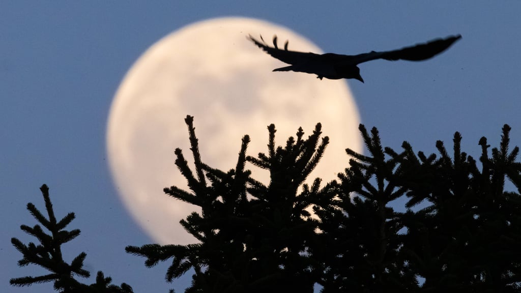Der Lenzmond, auch Wurmmond genannt, im März gilt traditionell als Vorbote des Frühlings.