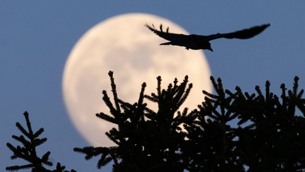 Der Lenzmond, auch Wurmmond genannt, im März gilt traditionell als Vorbote des Frühlings.