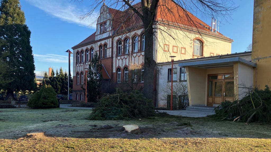 Am vergangenen Freitag wurden drei Fichten am Gymnasium gefällt. 