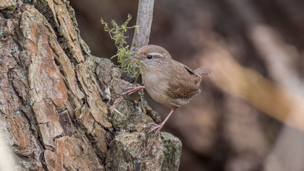  Vögel verlieren in Halberstadt Lebensraum, da Bäume gefällt werden. Ein Naturschützer macht einen Vorschlag.