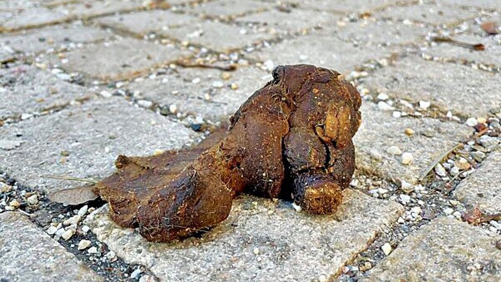 Ein Kothaufen in der Straße am Salztor. Hier trat ein Fußgänger schon versehentlich hinein.