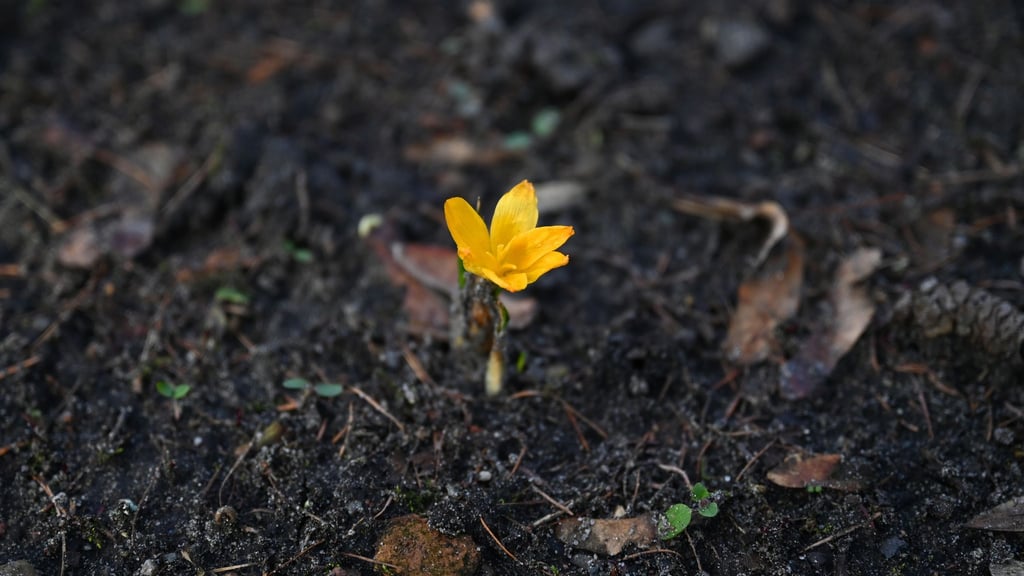 In Berlin und Brandenburg werden die Tage sonnig und mild, die Nächte bleiben jedoch noch kalt.