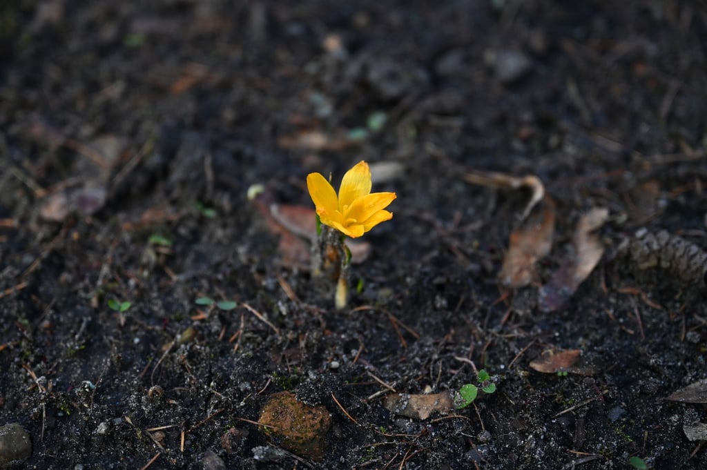 In Berlin und Brandenburg werden die Tage sonnig und mild, die Nächte bleiben jedoch noch kalt.