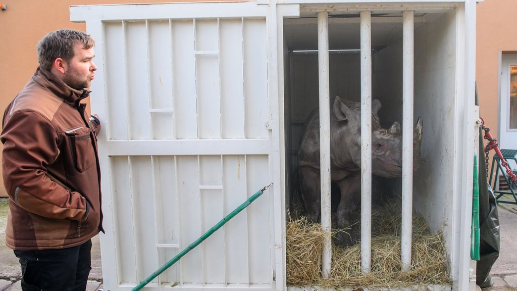 Das Nashornweibchen Malia hatte den Transport zuvor geübt.