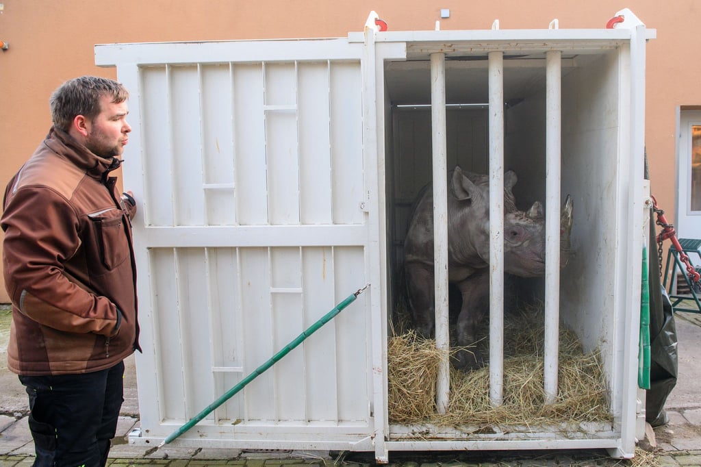 Das Nashornweibchen Malia hatte den Transport zuvor geübt.