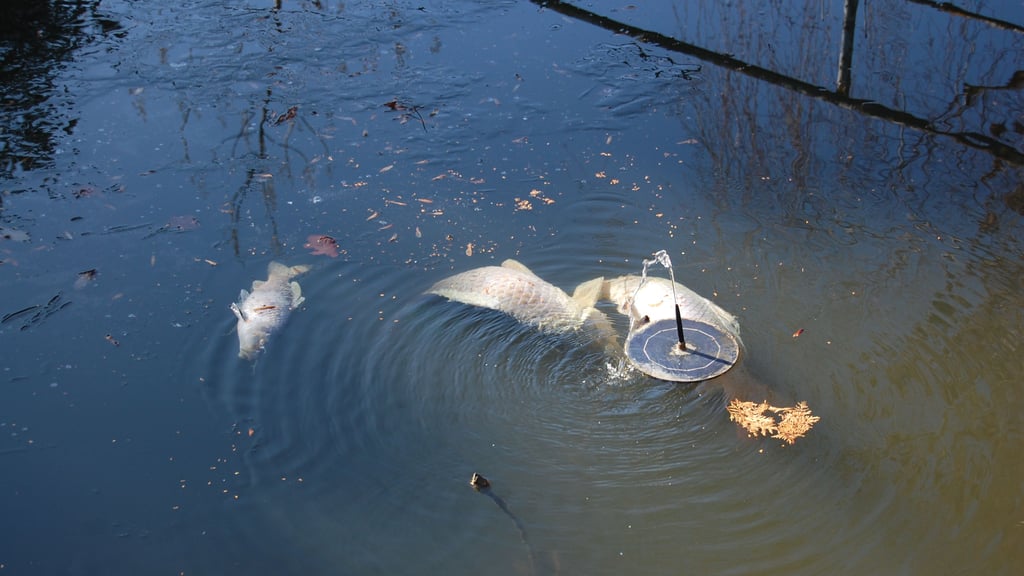 Im Dorfteich von Kleingörschen treiben tote Fische. Auch die wurden mittlerweile entfernt. Es läuft die Ursachenforschung.