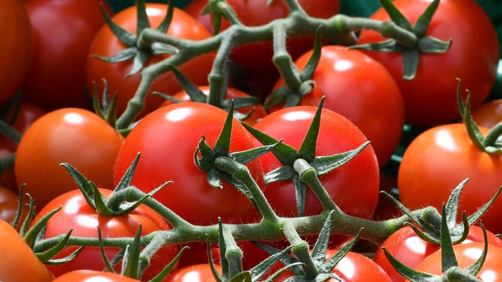 Tomaten machten einen Großteil der Ernte aus. (Symbolbild)
