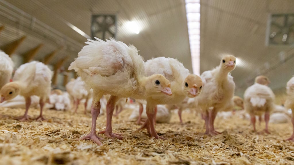 In einem Betrieb in der Börde mussten wegen der Geflügelpest jetzt 20.000 Puten getötet werden. Für das Gebiet im Südwesten der Börde gelten nun besondere Maßnahmen.