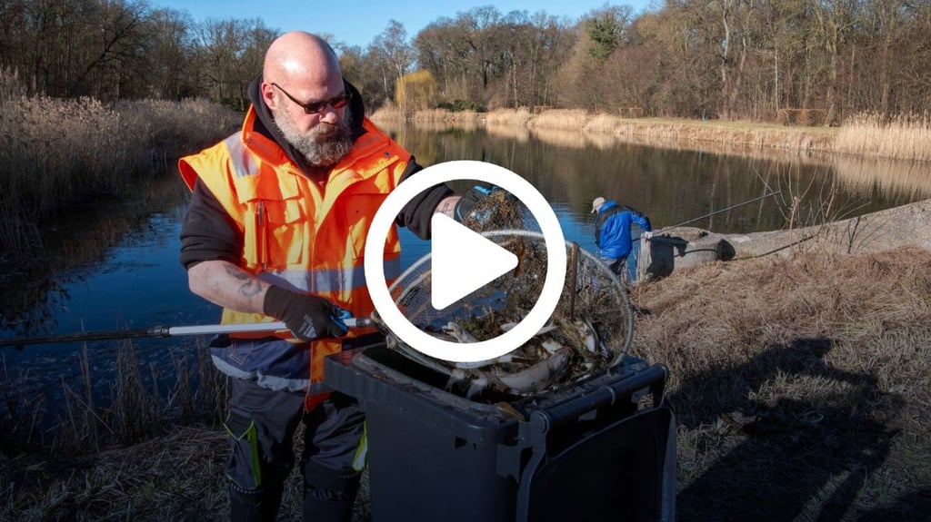 Die toten Fische aus dem Dessau-Roßlauer Viereckteich werden vorerst in mehreren Restmülltonnen gesammelt