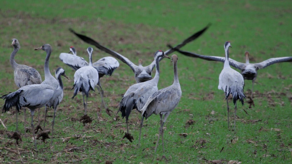 Zurück aus dem Winter kommt dieser Mitbewohner auch in Halle vorbei. 