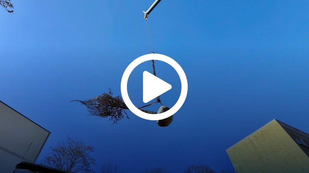 Der Baum „fliegt“ ein in das Dessauer Kaufhaus Zeeck.