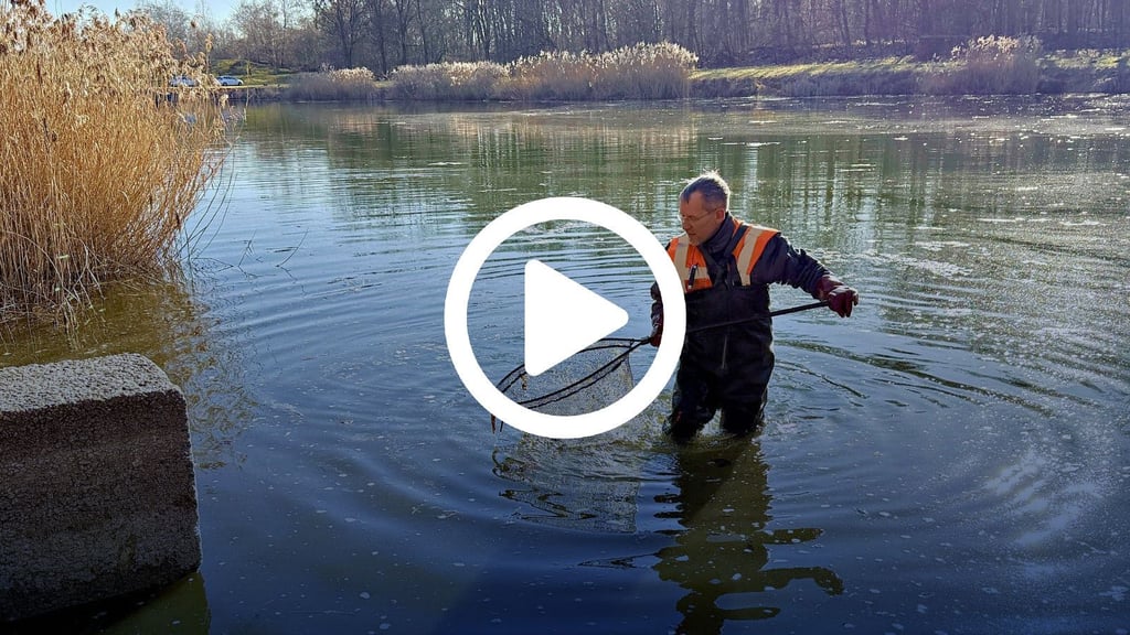 Am Montag waren etwa zwölf Mitarbeiter der Stadtverwaltung Dessau-Roßlaus sowie der Berufsfeuerwehr an der Abfischaktion beteiligt.