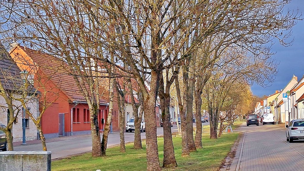 Die Nachpflanzung zahlreicher Bäume auf dem Grünstreifen der Angergasse in Wörlitz ist vom Tisch. 