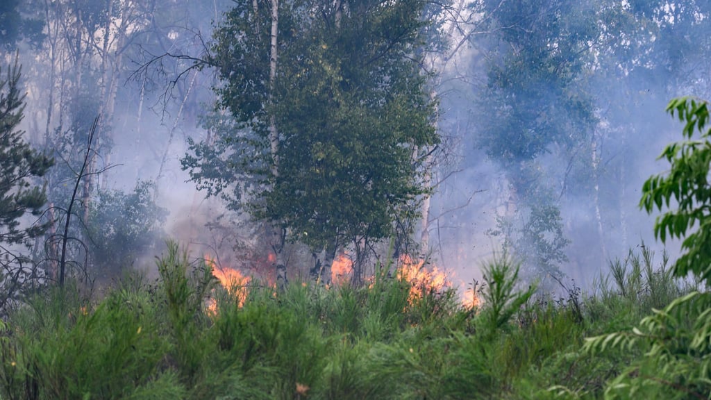 Das Feuer in der Gohrischheide (Kreis Meißen) hatte im vergangenen Jahr hunderte Einsatzkräfte in Atem gehalten. (Archivbild)