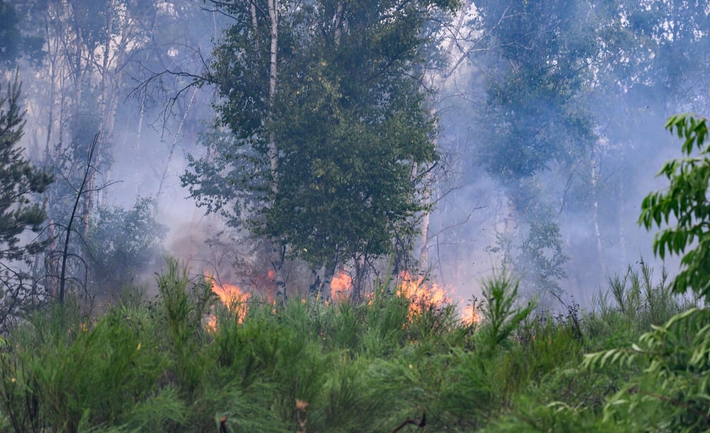 Das Feuer in der Gohrischheide (Kreis Meißen) hatte im vergangenen Jahr hunderte Einsatzkräfte in Atem gehalten. (Archivbild)