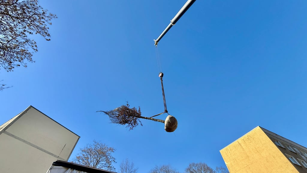 Der Baum „fliegt“ ein in das Dessauer Kaufhaus Zeeck.