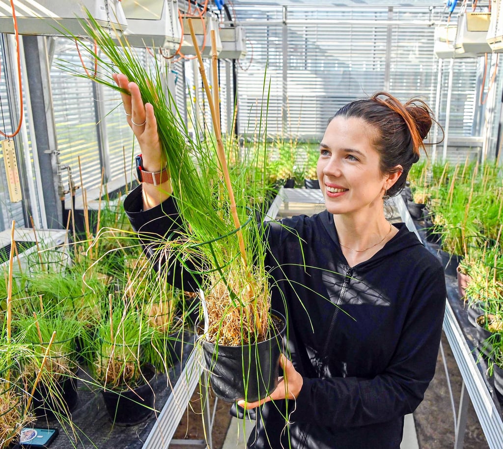 Anna Backhaus stammt aus Bonn und hat in England studiert. Seit September arbeitet sie in leitender Funktion am IPK Gatersleben.