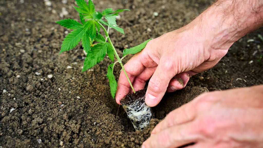 Immer noch streng reglementiert: Um den Anbau von Hanf geht es jetzt bei einem Berufungsverfahren am Landgericht Halle.