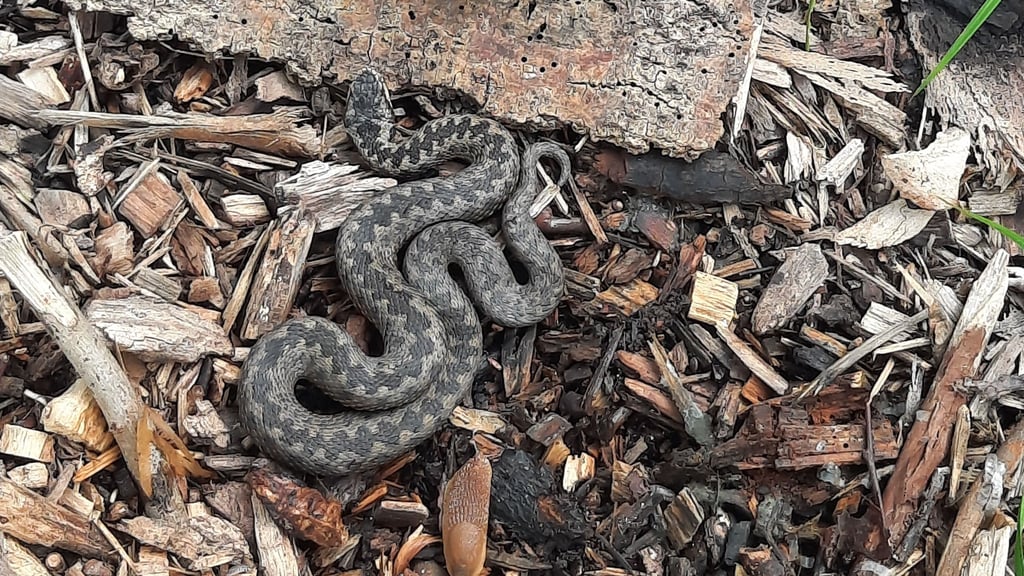 Eine der Kreuzottern in der Zuchtstation des BUND in der Franzigmark.