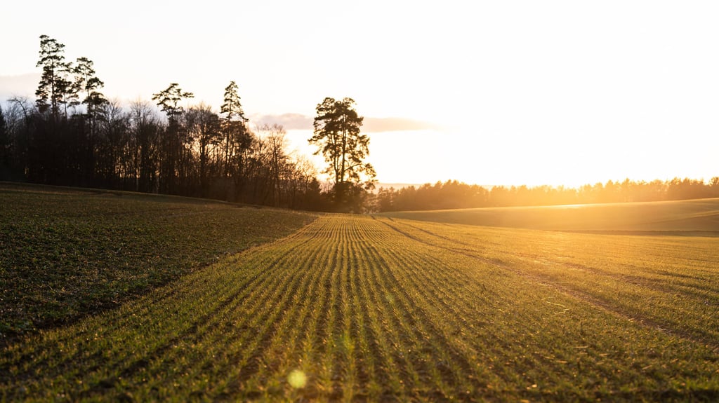 In Sachsen-Anhalt machen sich Anfang März frühlingshafte Temperaturen breit.