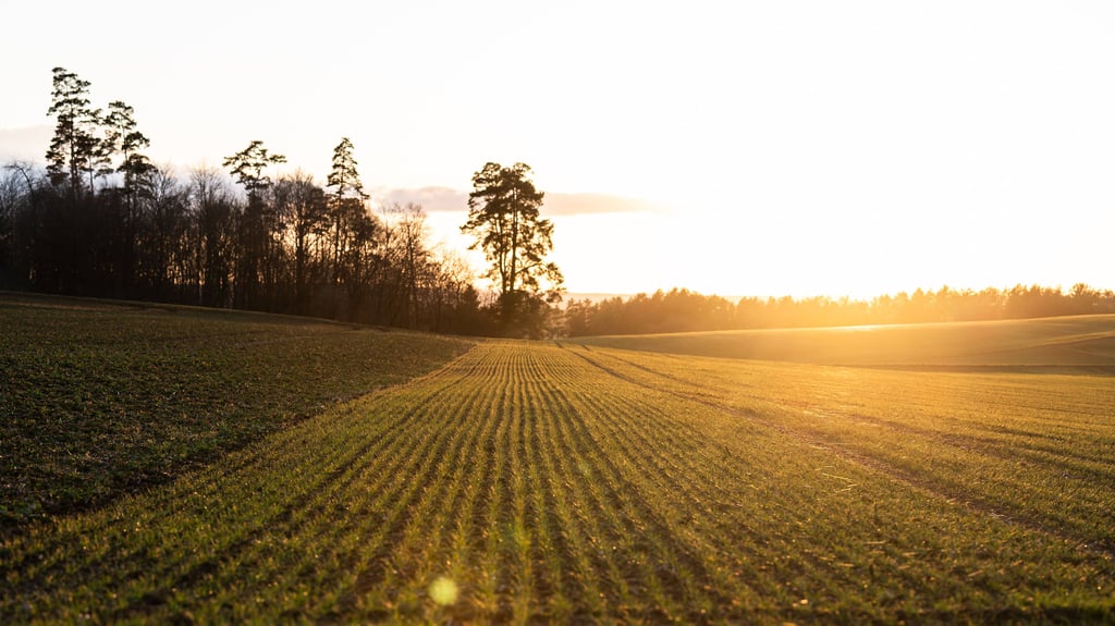 In Sachsen-Anhalt machen sich Anfang März frühlingshafte Temperaturen breit.
