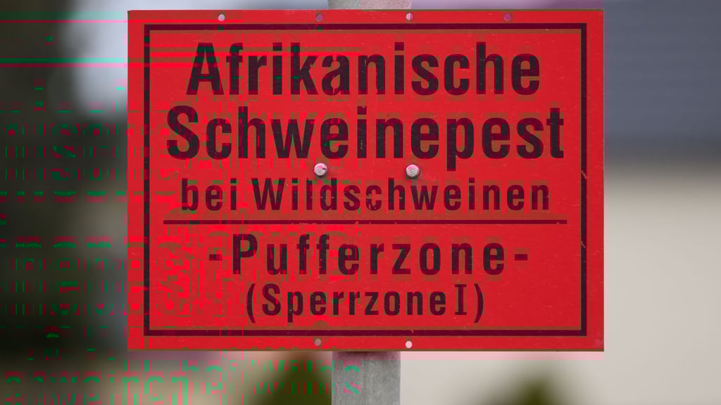 Nach einem Jahr ohne neue Fälle ist die letzte verbliebene Sperrzone zur Afrikanischen Schweinepest im Kreis Bautzen aufgehoben worden. (Illustrationsbild)