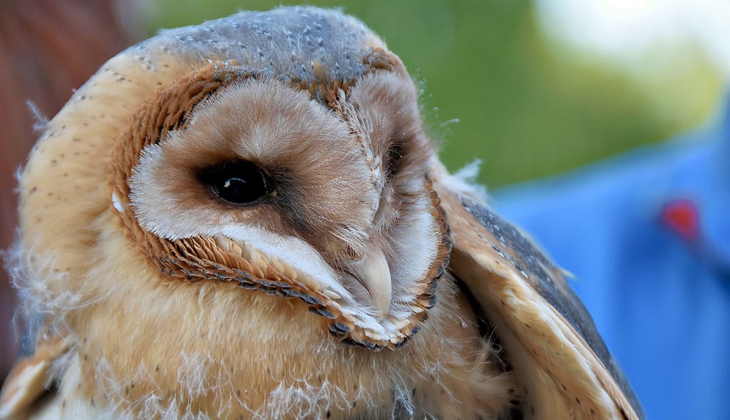 Die Schleiereule ist ein lautlos jagender Nachtvogel mit herzförmigem Gesicht von geheimnisvoller mystischer Erscheinung.