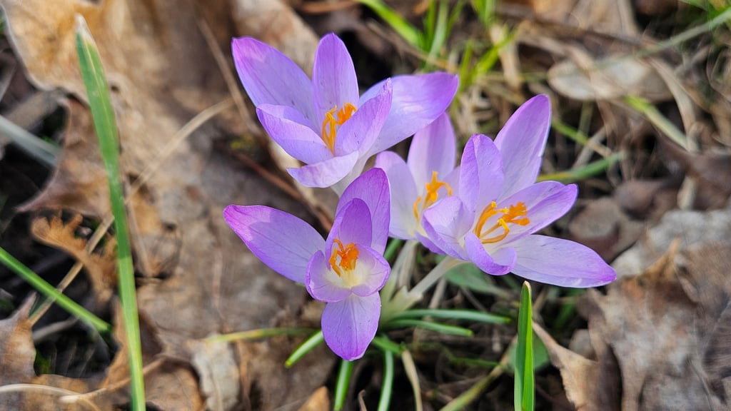 Krokusblüte in Magdeburg.