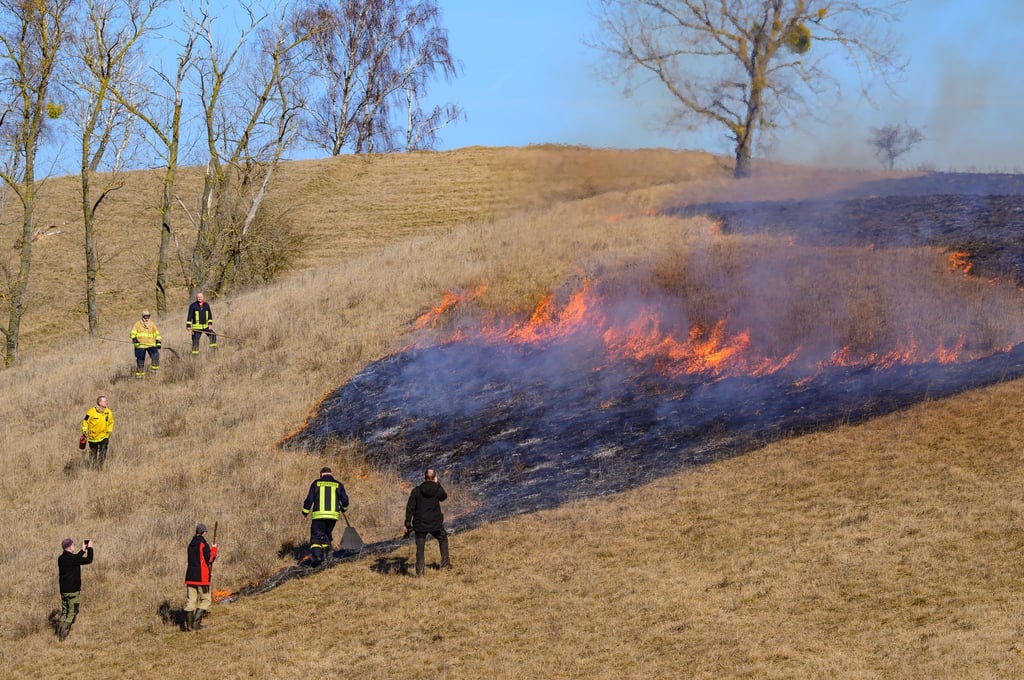 Das kontrollierte Feuer entfernt abgestorbenes Gras aus dem Vorjahr und schafft wieder Licht für Pflanzen.