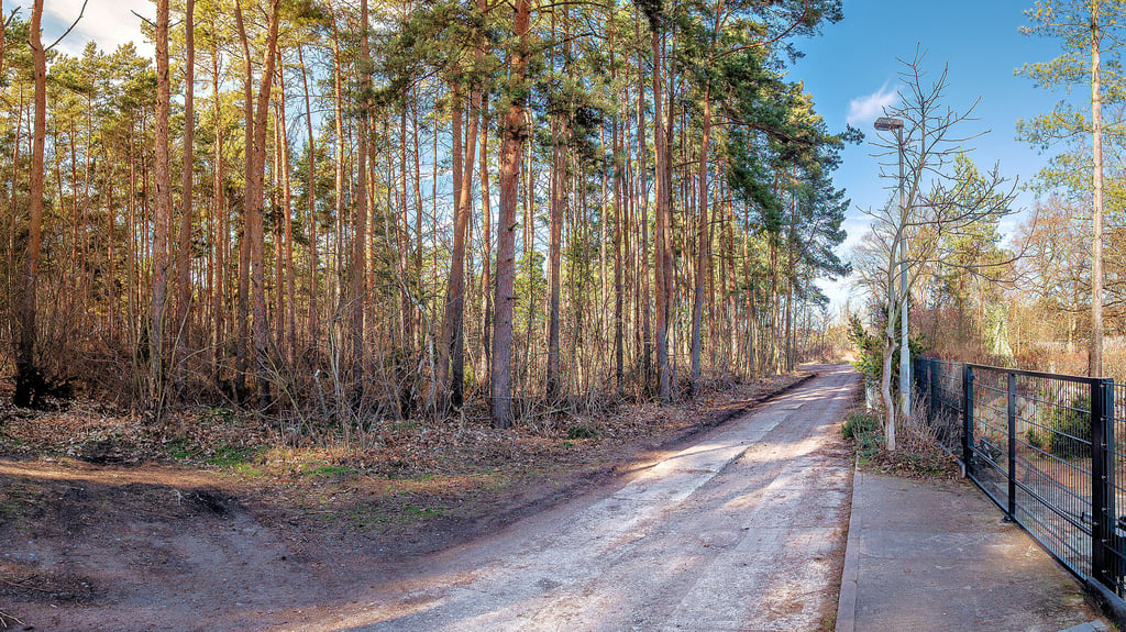 Laut eines anonymen Schreibens soll das komplette Waldstück an der Friedrich-Engels-Straße in Gommern gerodet werden.