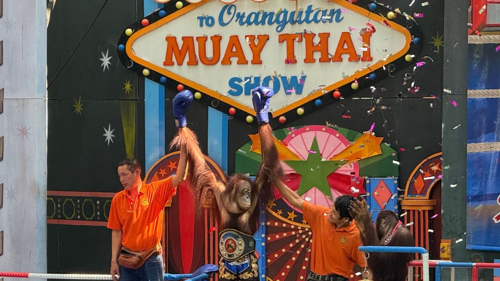 Orang-Utans boxen in einem Freizeitpark nahe Bangkok.