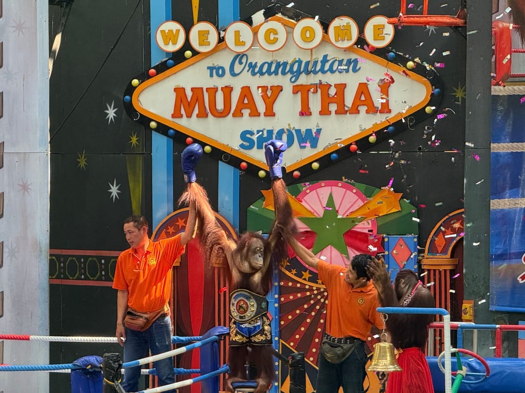 Orang-Utans boxen in einem Freizeitpark nahe Bangkok.