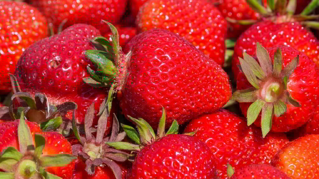 In Wernigerode regiert bald die Erdbeere. In der Harz-Stadt entsteht ein Karls Erlebnis-Dorf.