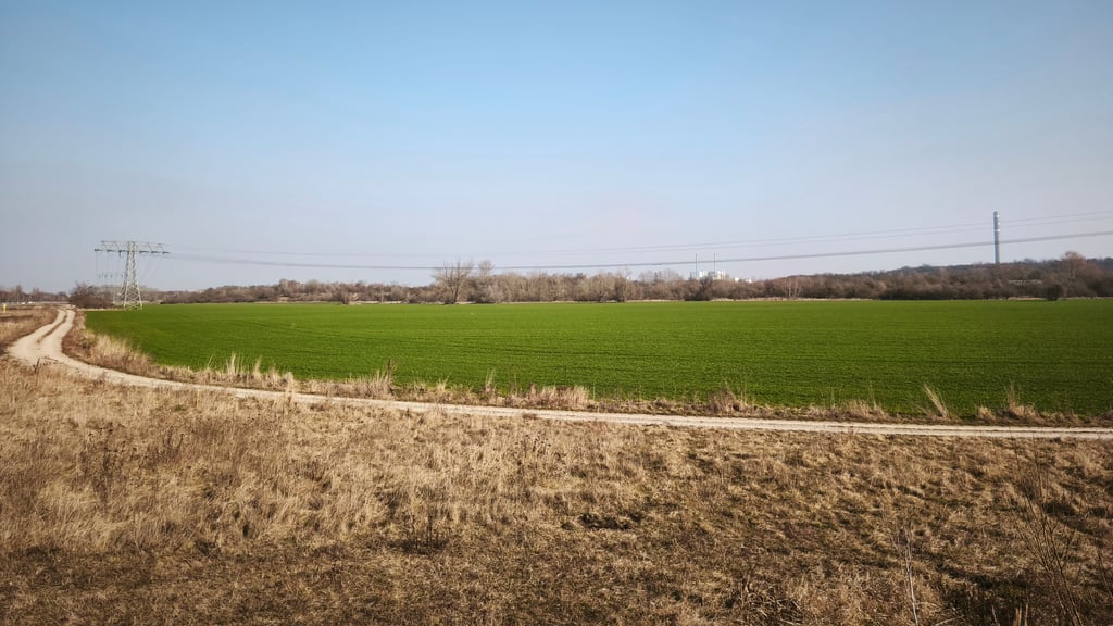 Hier soll zwischen B91 und A38 zukünftig Leuna III entstehen. Für das geplante Industriegebiet bei Merseburg sind bereits zweistellige Millionenbeträge geflossen, 90 Prozent der Flächen gesichert. Ein Ausstieg wäre wohl nur mit Verlusten möglich – doch die Chemieindustrie schwächelt massiv.